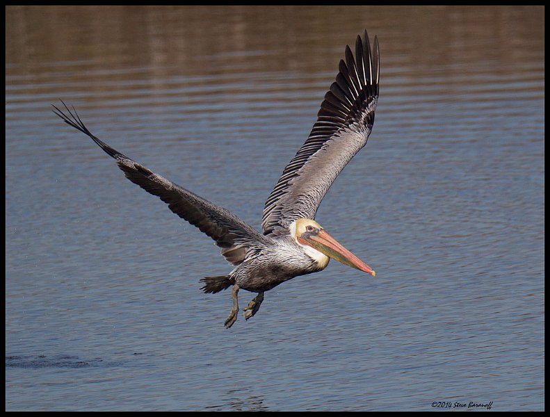 _4SB9738 brown pelican.jpg